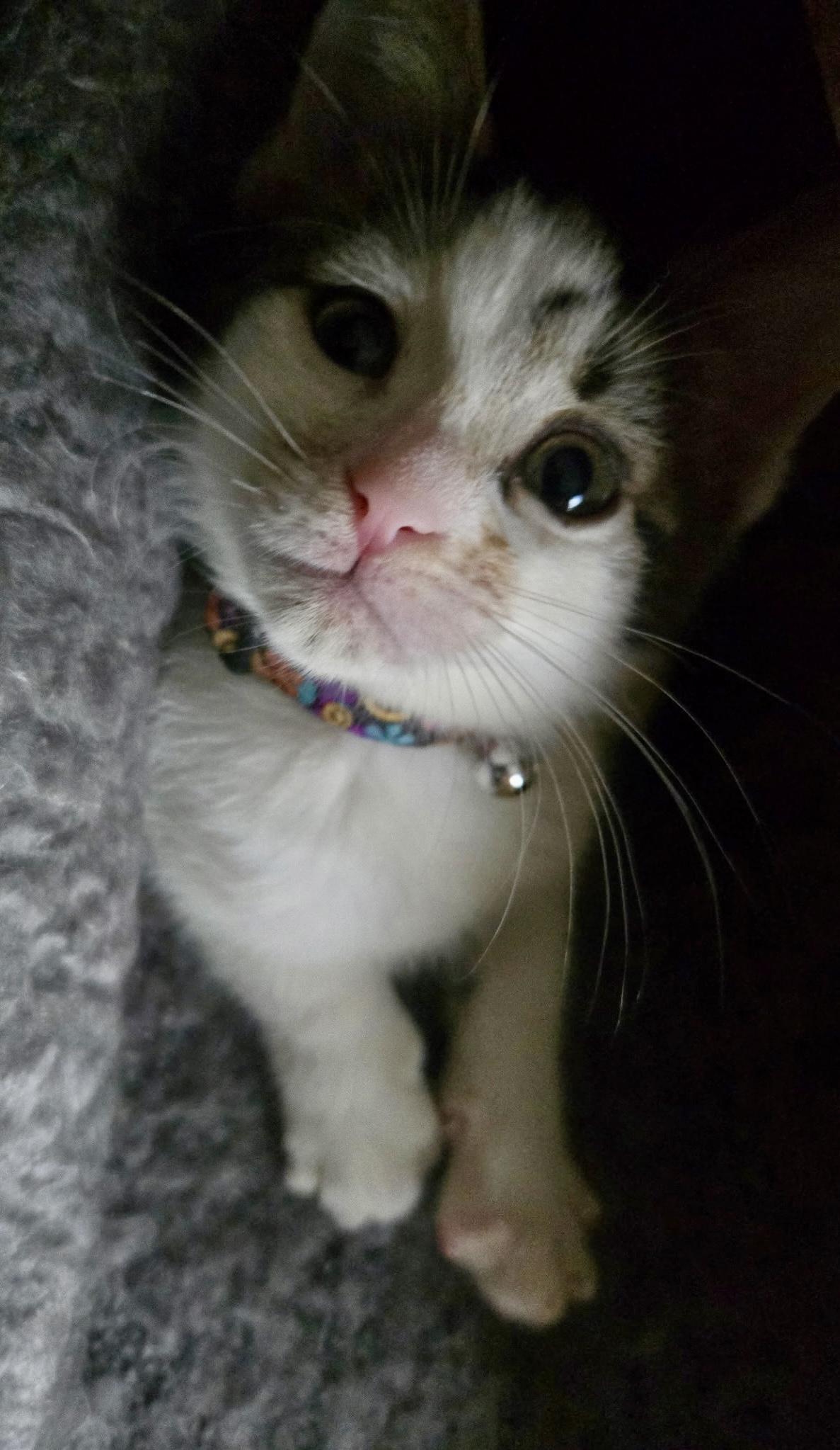 Enlarge Casey, a Adoptable Domestic Short Hair in Cleveland, OH image 4/4