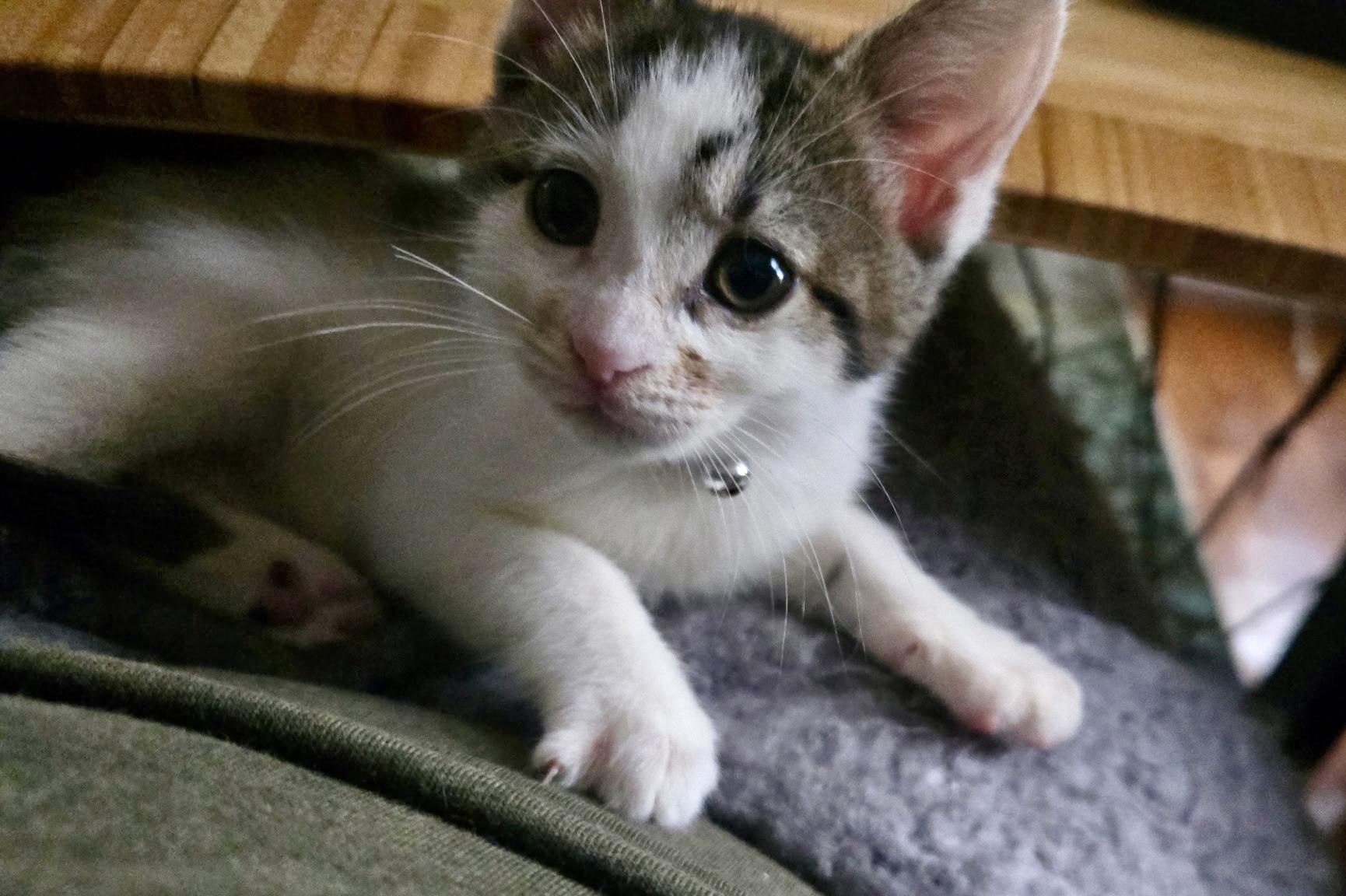 Enlarge Casey, a Adoptable Domestic Short Hair in Cleveland, OH image 3/4