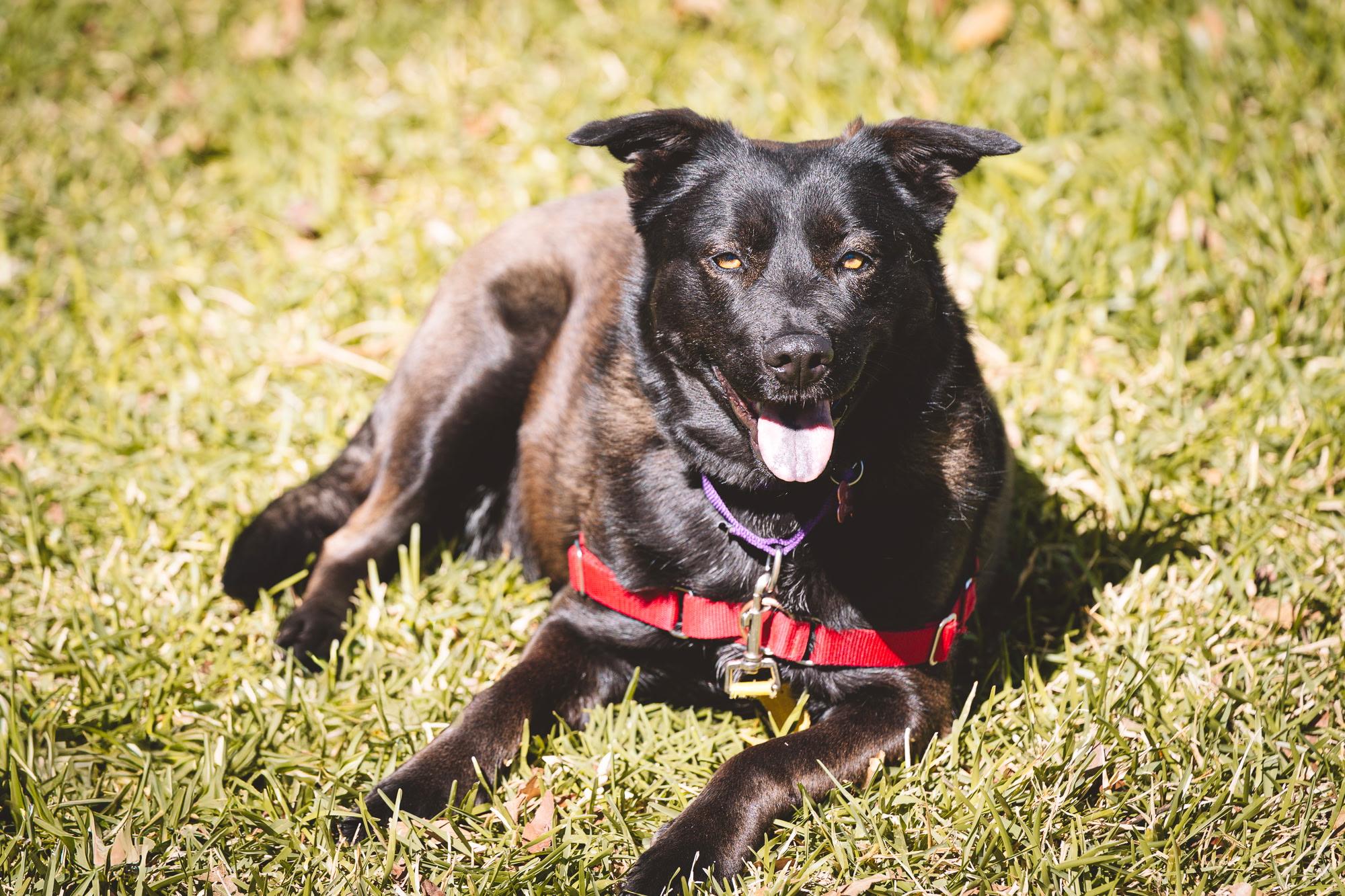 Enlarge Siri, a Adoptable mixed breed in Denver, CO image 4/6
