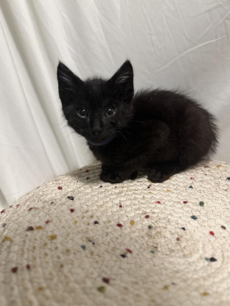 Mr. Darcy, Adoptable, Kitten Male Domestic Short Hair.
