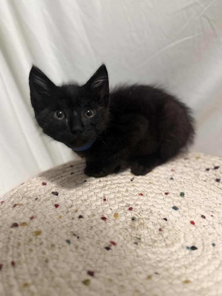 Enlarge Mr. Darcy, a Adoptable Domestic Short Hair in Palatine, IL image 2/3