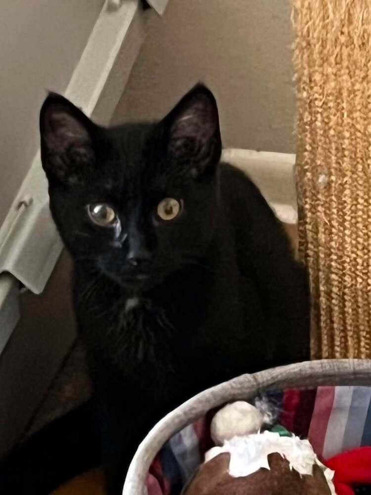Enlarge Mr. Darcy, a Adoptable Domestic Short Hair in Palatine, IL image 1/2