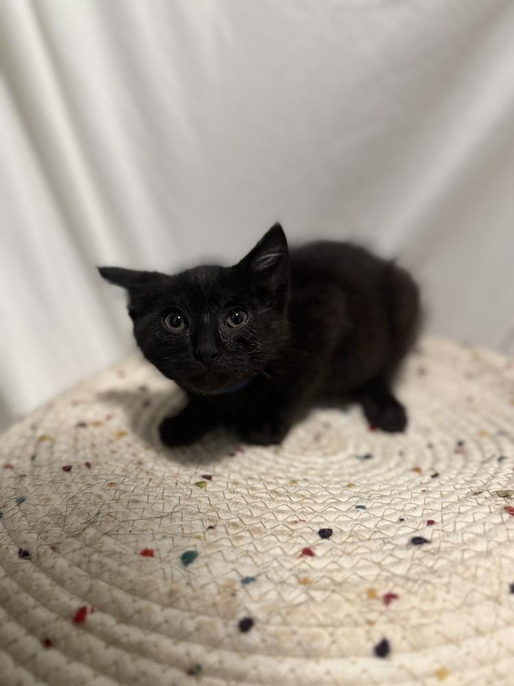 Enlarge Mr. Darcy, a Adoptable Domestic Short Hair in Palatine, IL image 3/3