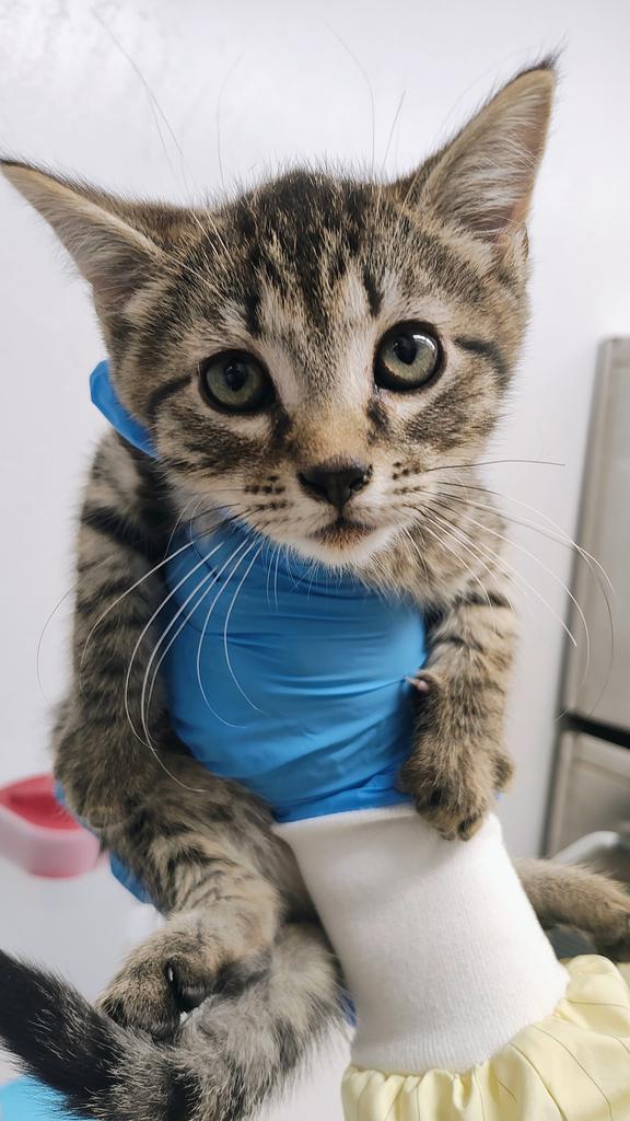 Ting Tang, Adoptable, Kitten Male Domestic Short Hair.