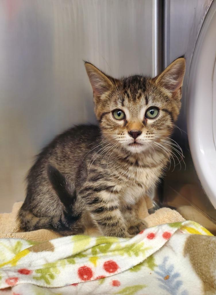 Ting Tang, a Adoptable mixed breed in Grants Pass, OR image 2/2