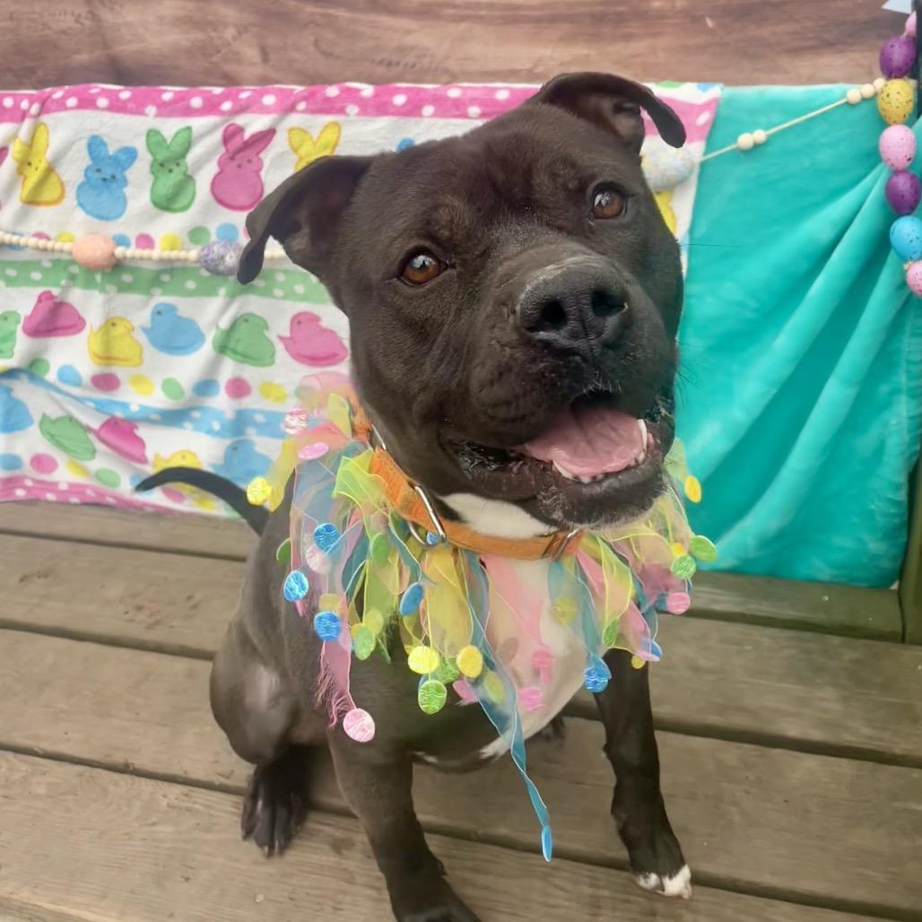 Enlarge Lucho, a Adoptable Pit Bull Terrier in Newark, NJ image 1/6