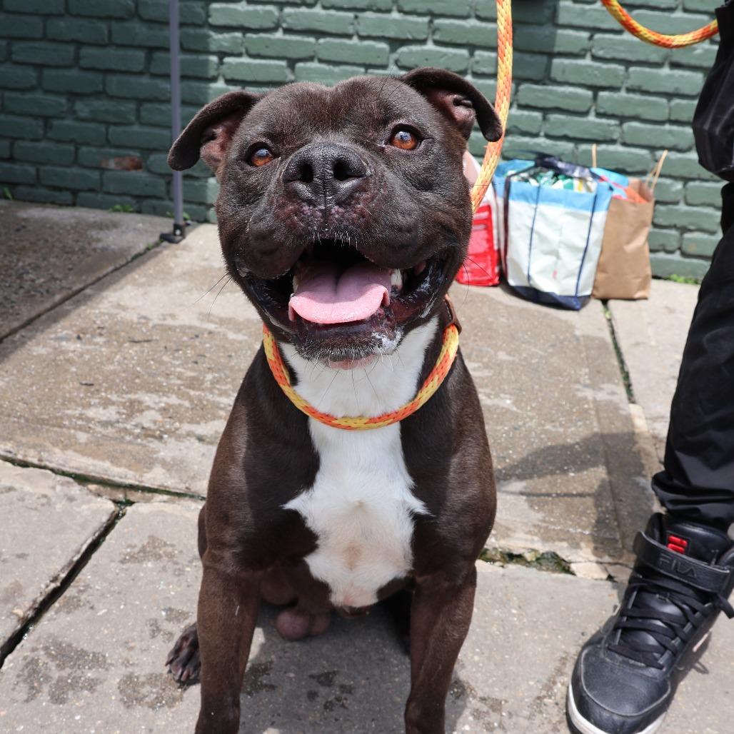 Enlarge Lucho, a Adoptable Pit Bull Terrier in Newark, NJ image 1/5