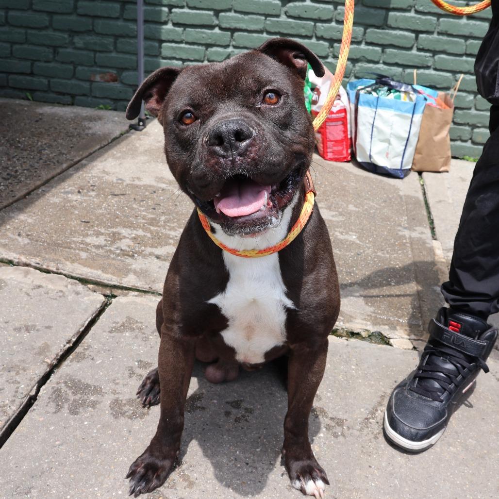 Enlarge Lucho, a Adoptable Pit Bull Terrier in Newark, NJ image 3/5