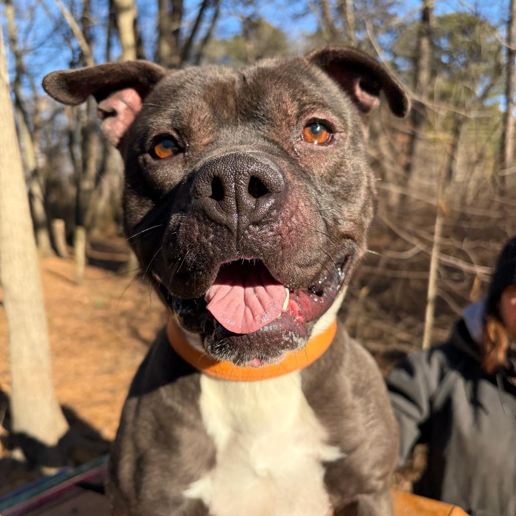 Enlarge Lucho, a Adoptable Pit Bull Terrier in Newark, NJ image 4/6