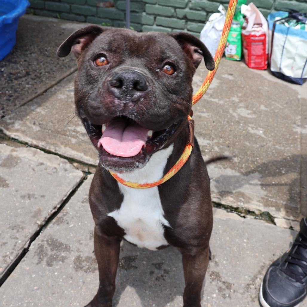 Enlarge Lucho, a Adoptable Pit Bull Terrier in Newark, NJ image 4/5