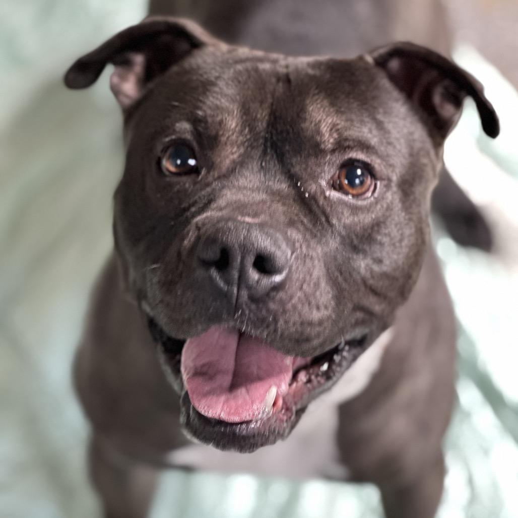 Enlarge Lucho, a Adoptable Pit Bull Terrier in Newark, NJ image 5/6
