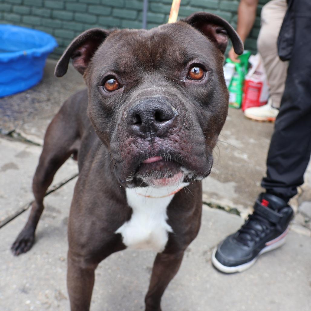 Enlarge Lucho, a Adoptable Pit Bull Terrier in Newark, NJ image 5/5