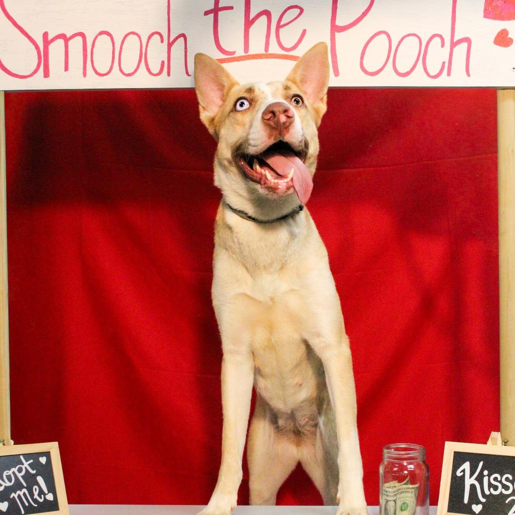 Martini 04, Adoptable, Young Female Husky.