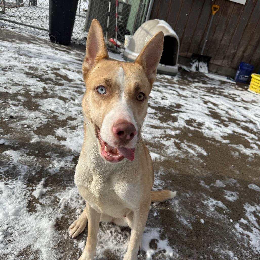 Enlarge Martini 04, a Adoptable Husky in Canastota, NY image 2/5