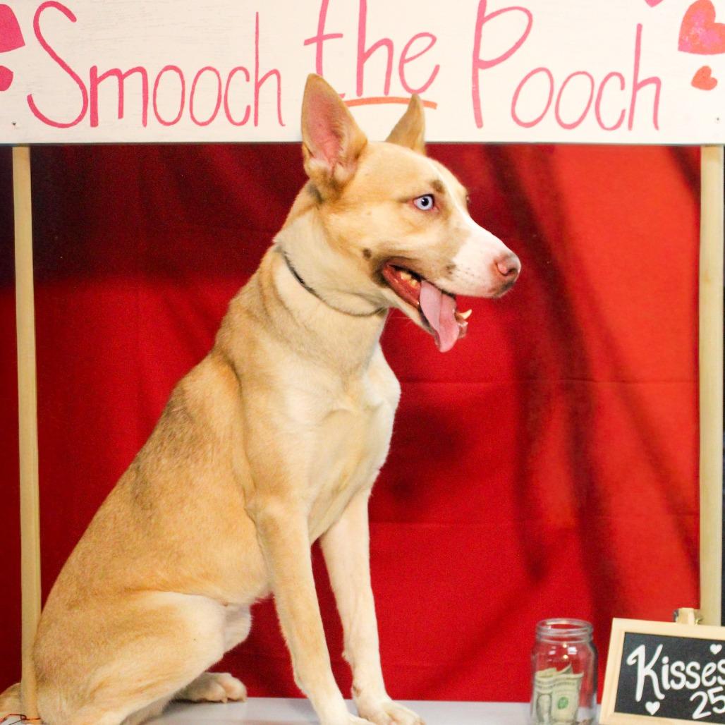 Enlarge Martini 04, a Adoptable Husky in Canastota, NY image 3/5