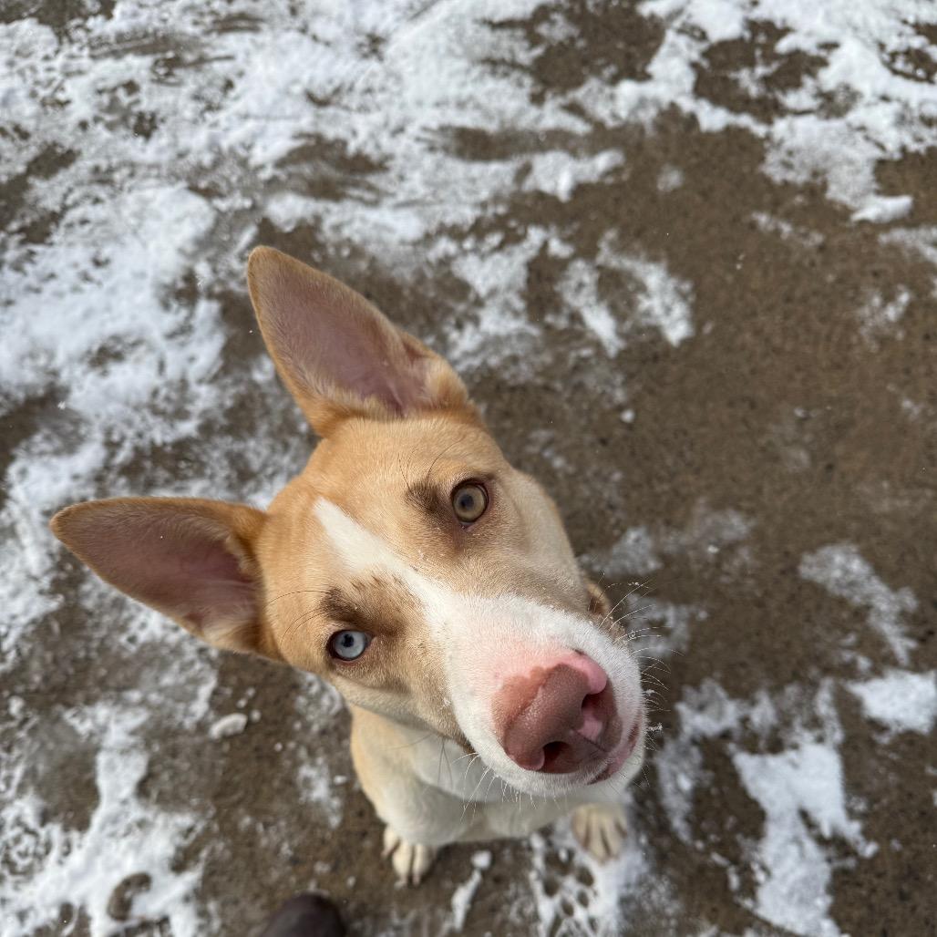 Enlarge Martini 04, a Adoptable Husky in Canastota, NY image 4/5