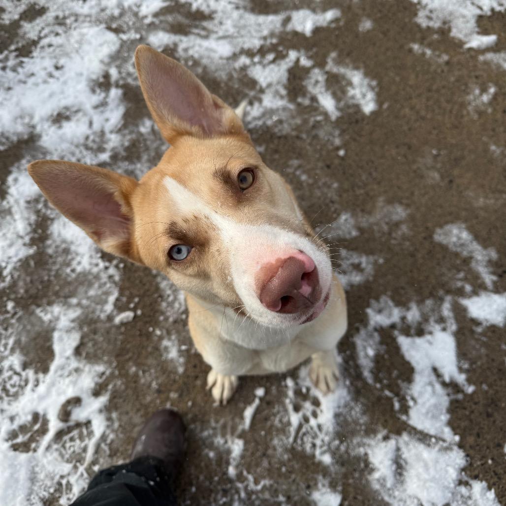 Enlarge Martini 04, a Adoptable Husky in Canastota, NY image 5/5