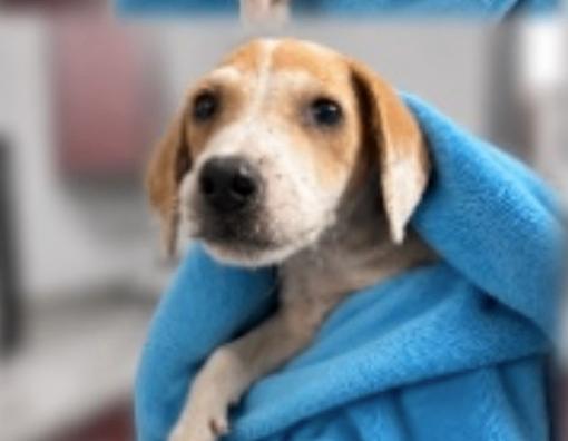 Enlarge Sasah, a Adoptable mixed breed in Partlow, VA image 1/3