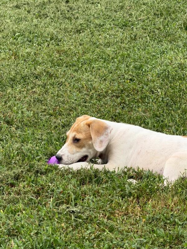 Enlarge Sasah, a Adoptable mixed breed in Partlow, VA image 3/3
