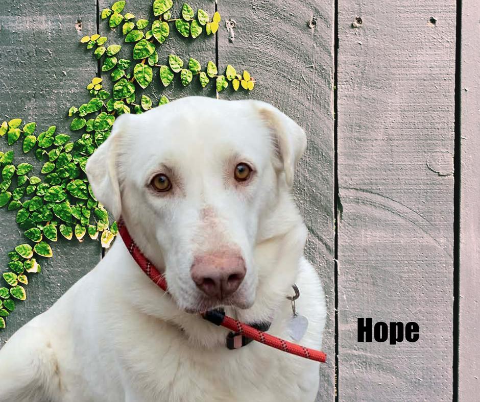 Hope, ADOPTABLE, Adult Female Labrador Retriever & Great Pyrenees.