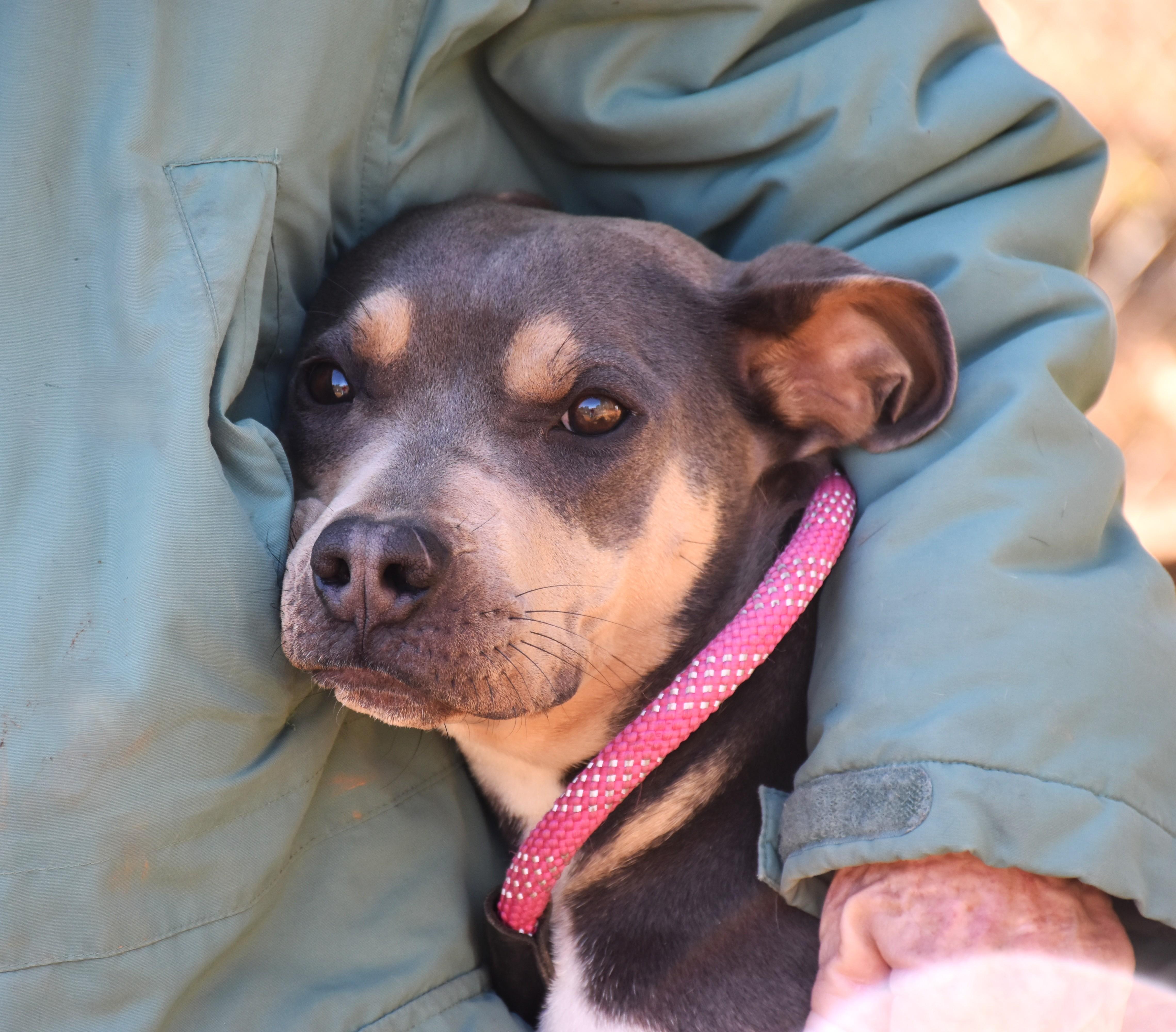 Enlarge Marley, a Adoptable mixed breed in Wedowee, AL image 3/6