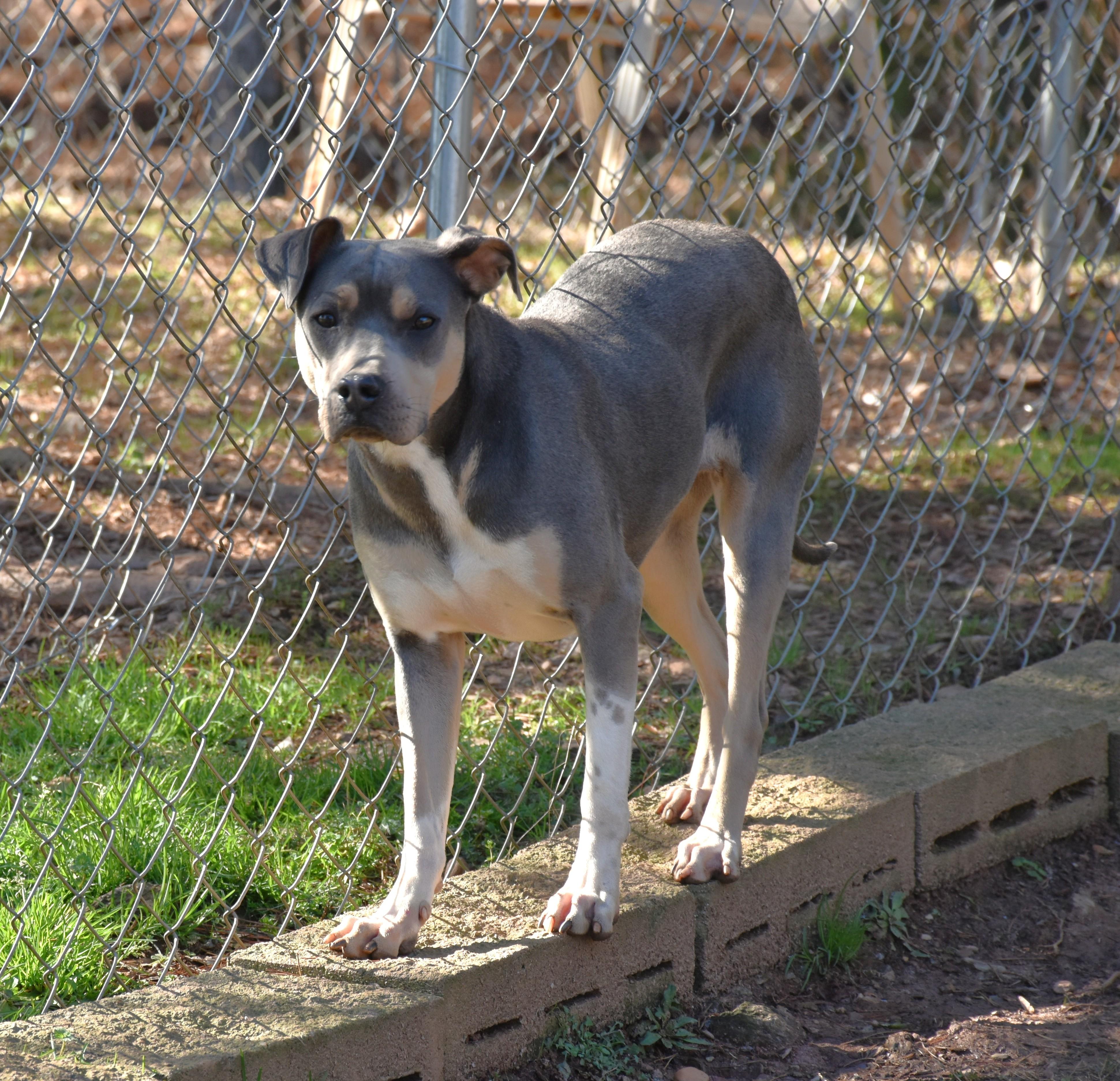 Enlarge Marley, a Adoptable mixed breed in Wedowee, AL image 2/6