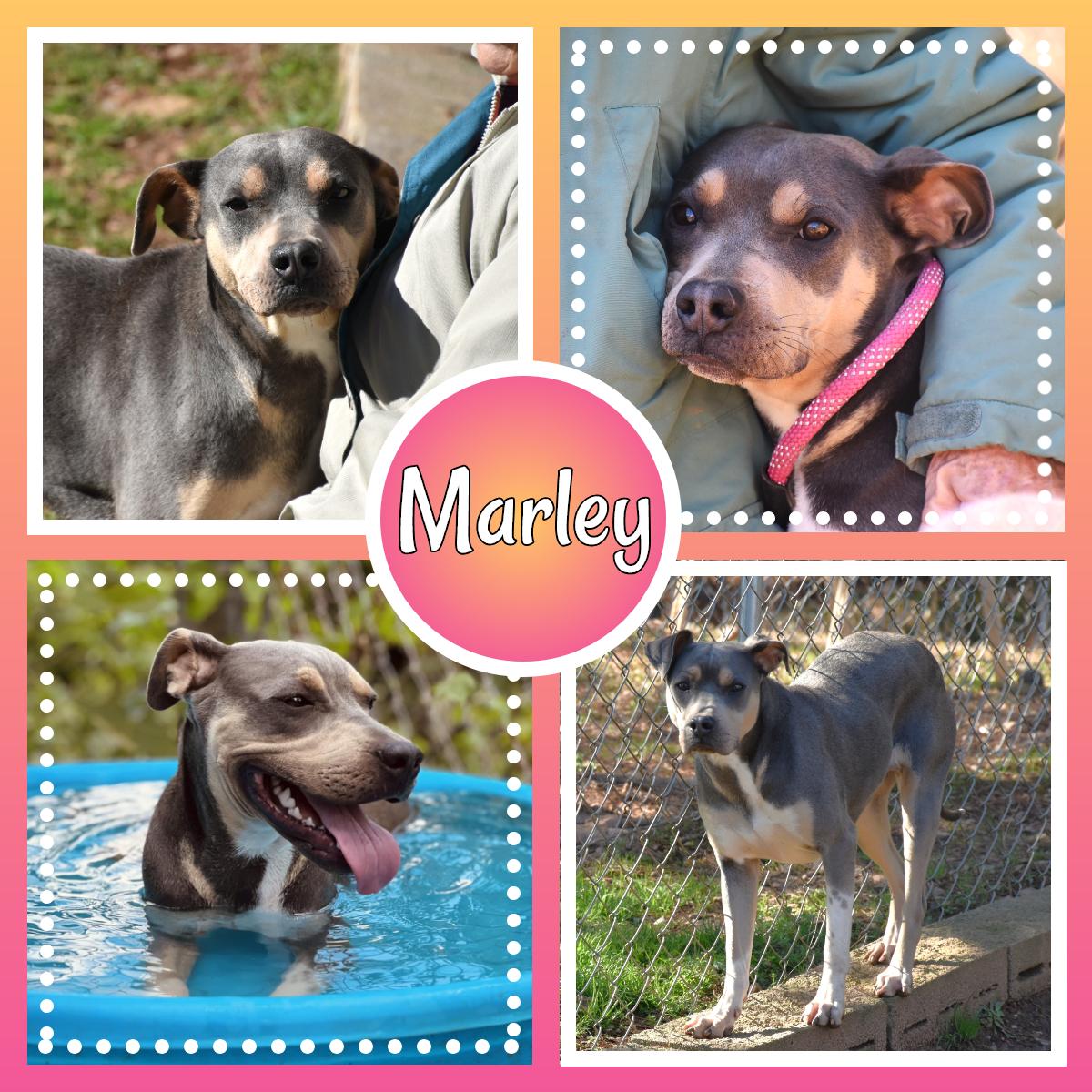 Enlarge Marley, a Adoptable mixed breed in Wedowee, AL image 1/6