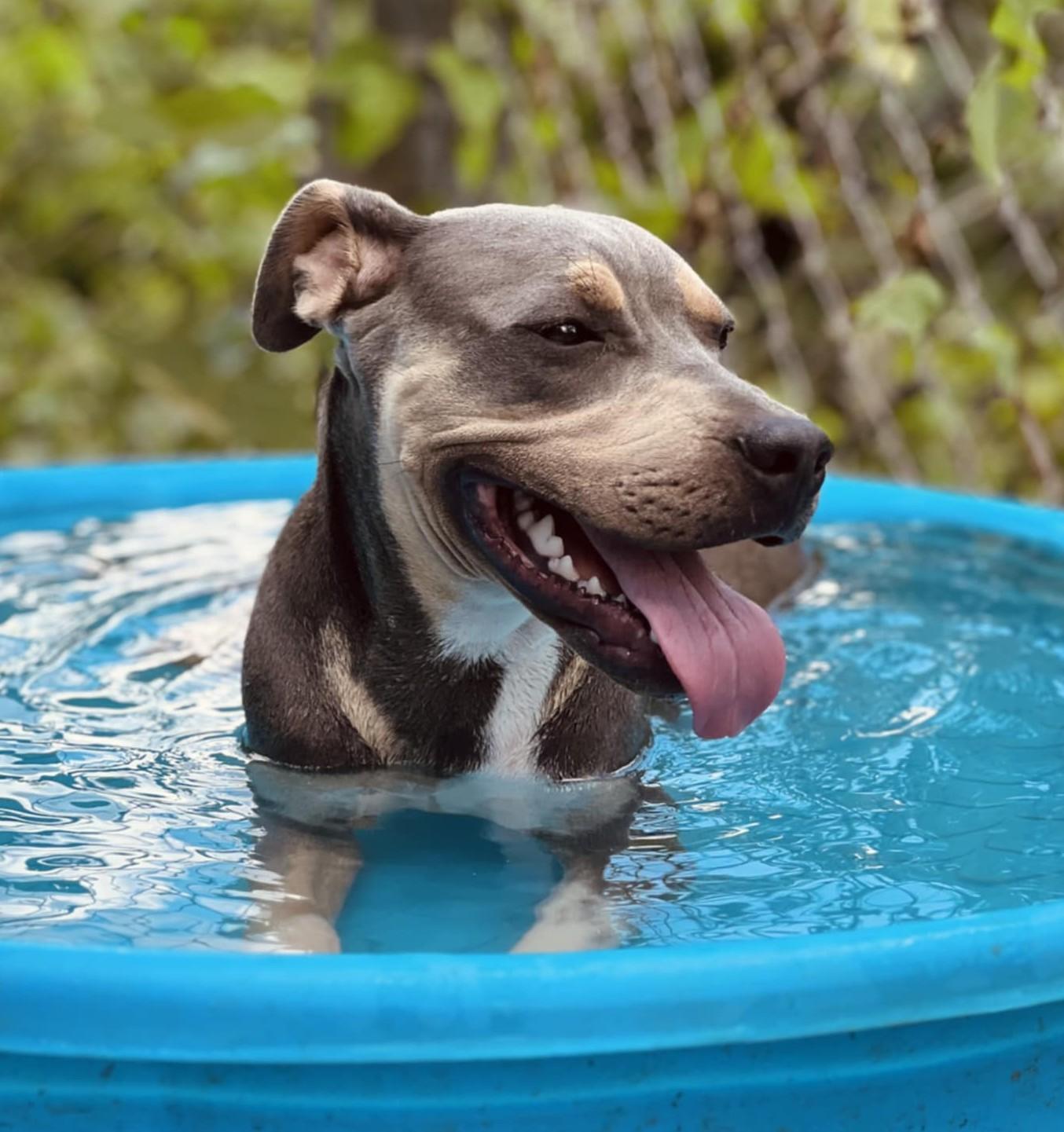 Enlarge Marley, a Adoptable mixed breed in Wedowee, AL image 6/6
