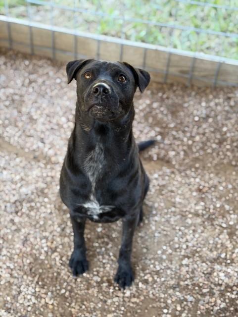 Pam, a Adoptable mixed breed in College Station, TX image 2/5