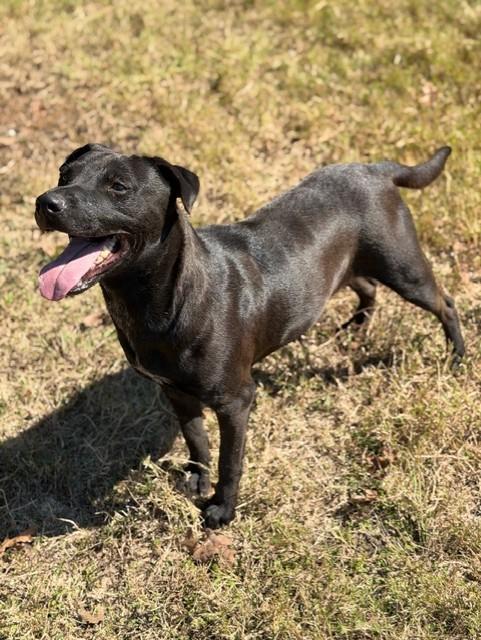 Pam, a Adoptable mixed breed in College Station, TX image 3/5