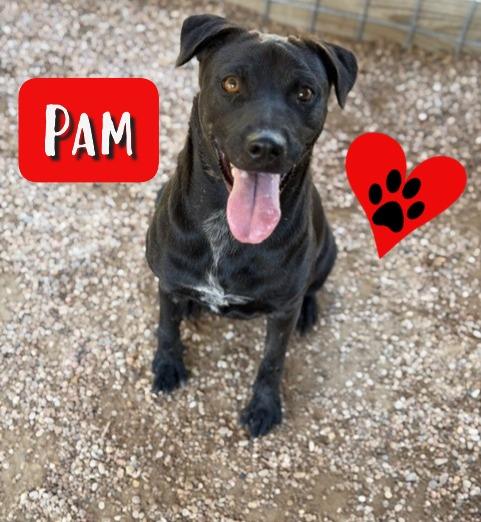 Pam, Adoptable, Young Female Labrador Retriever.