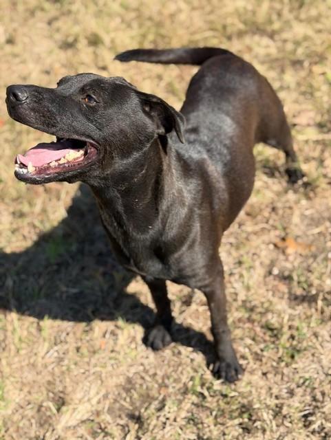 Pam, a Adoptable mixed breed in College Station, TX image 4/5