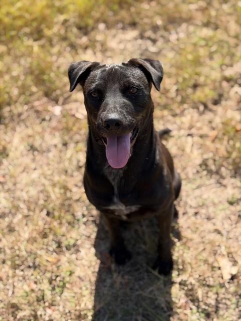 Pam, a Adoptable mixed breed in College Station, TX image 5/5