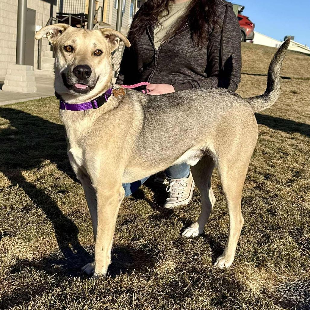Cheddar, a Adoptable Mixed Breed in Bend, OR image 1/6