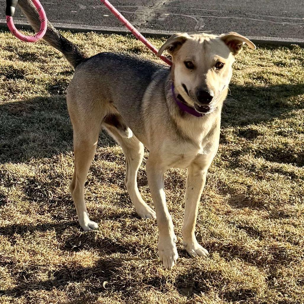 Cheddar, a Adoptable Mixed Breed in Bend, OR image 2/6