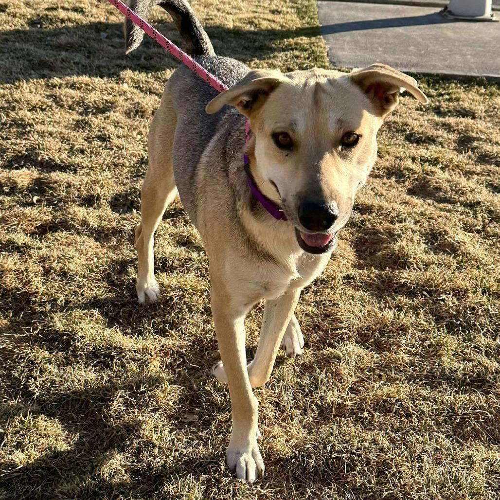 Cheddar, a Adoptable Mixed Breed in Bend, OR image 3/6