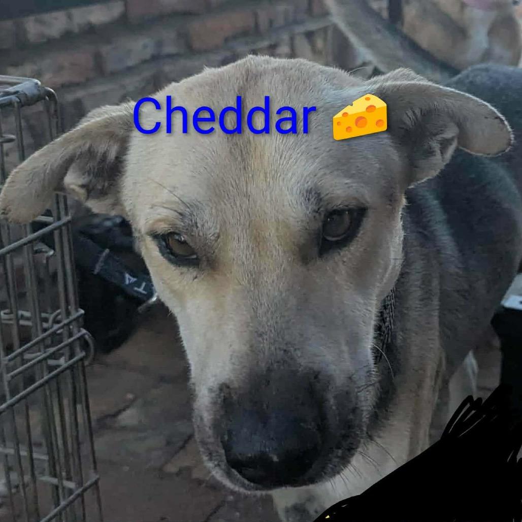 Cheddar, a Adoptable Mixed Breed in Bend, OR image 4/6