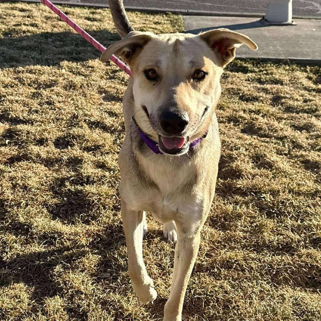Cheddar, a Adoptable Mixed Breed in Bend, OR image 5/6