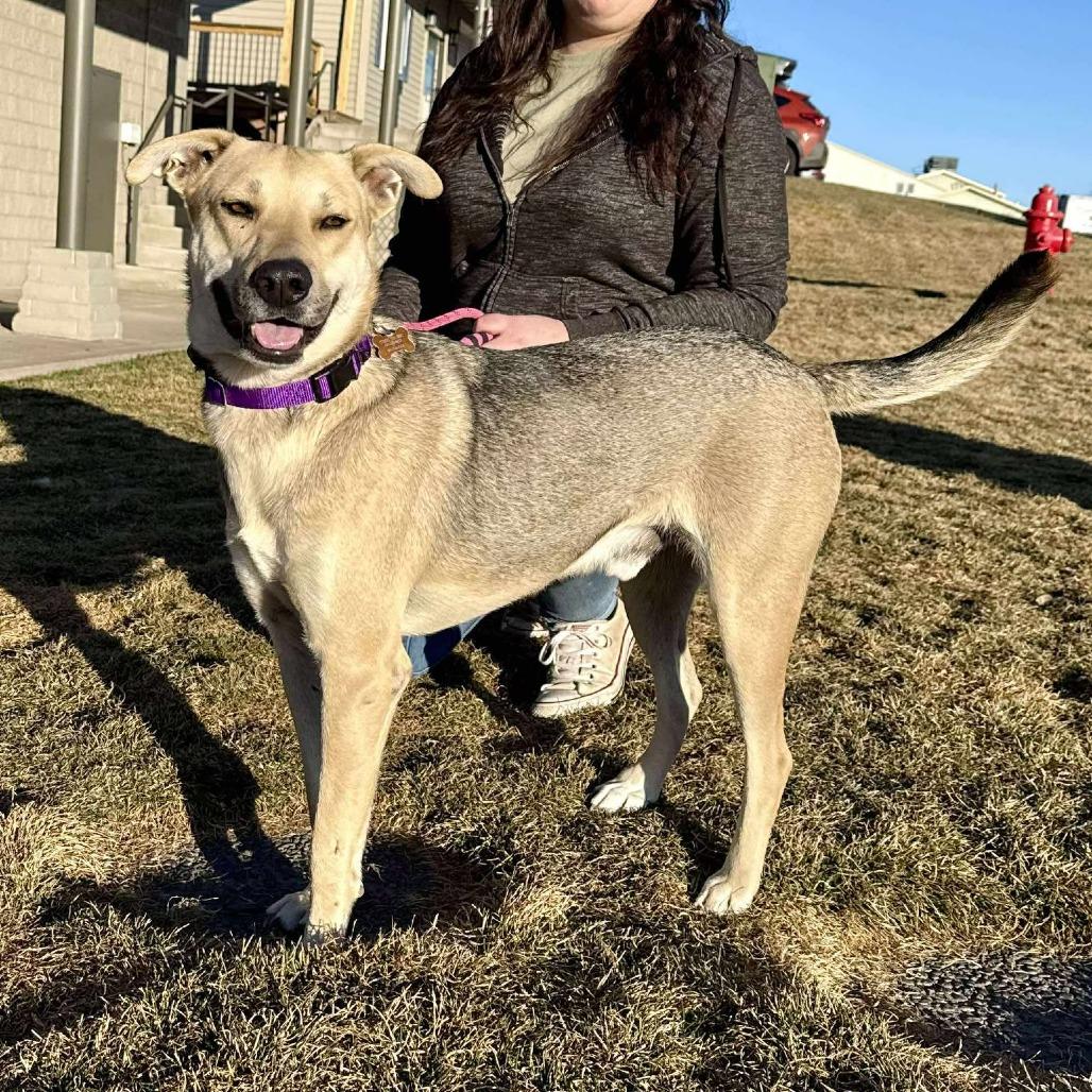Cheddar, a Adoptable Mixed Breed in Bend, OR image 6/6