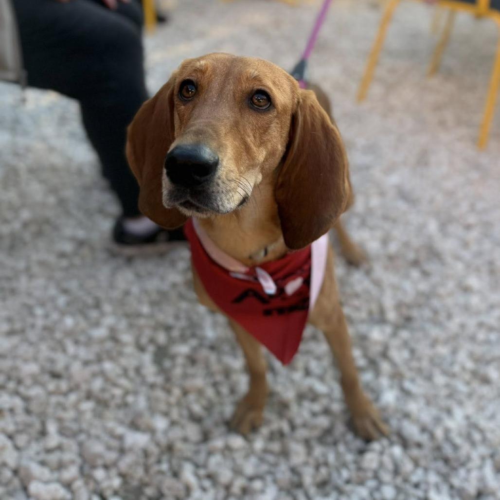 Rodneisha, Adoptable, Adult Female Foxhound & Mixed Breed.