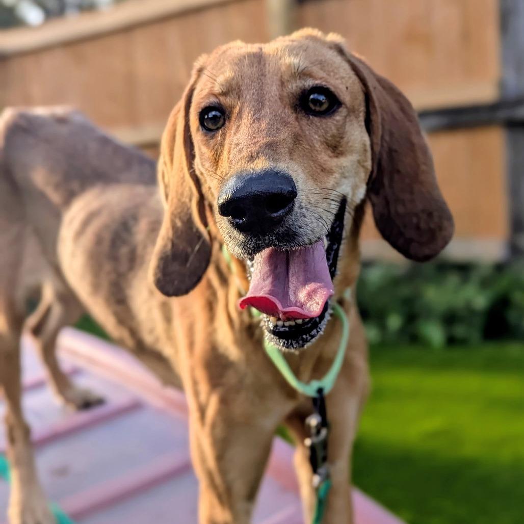 Enlarge Rodneisha, a Adoptable mixed breed in Savannah, GA image 2/6