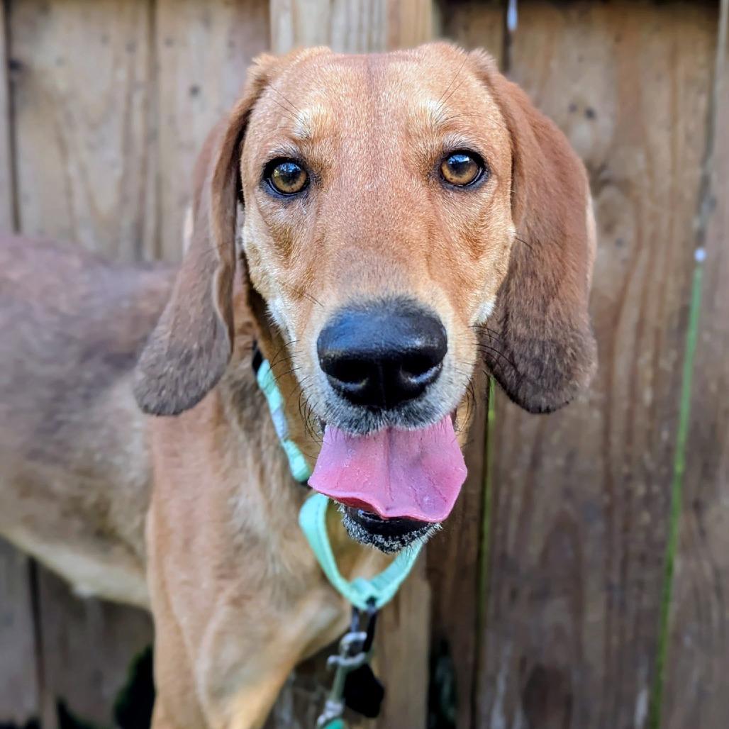 Enlarge Rodneisha, a Adoptable mixed breed in Savannah, GA image 3/6
