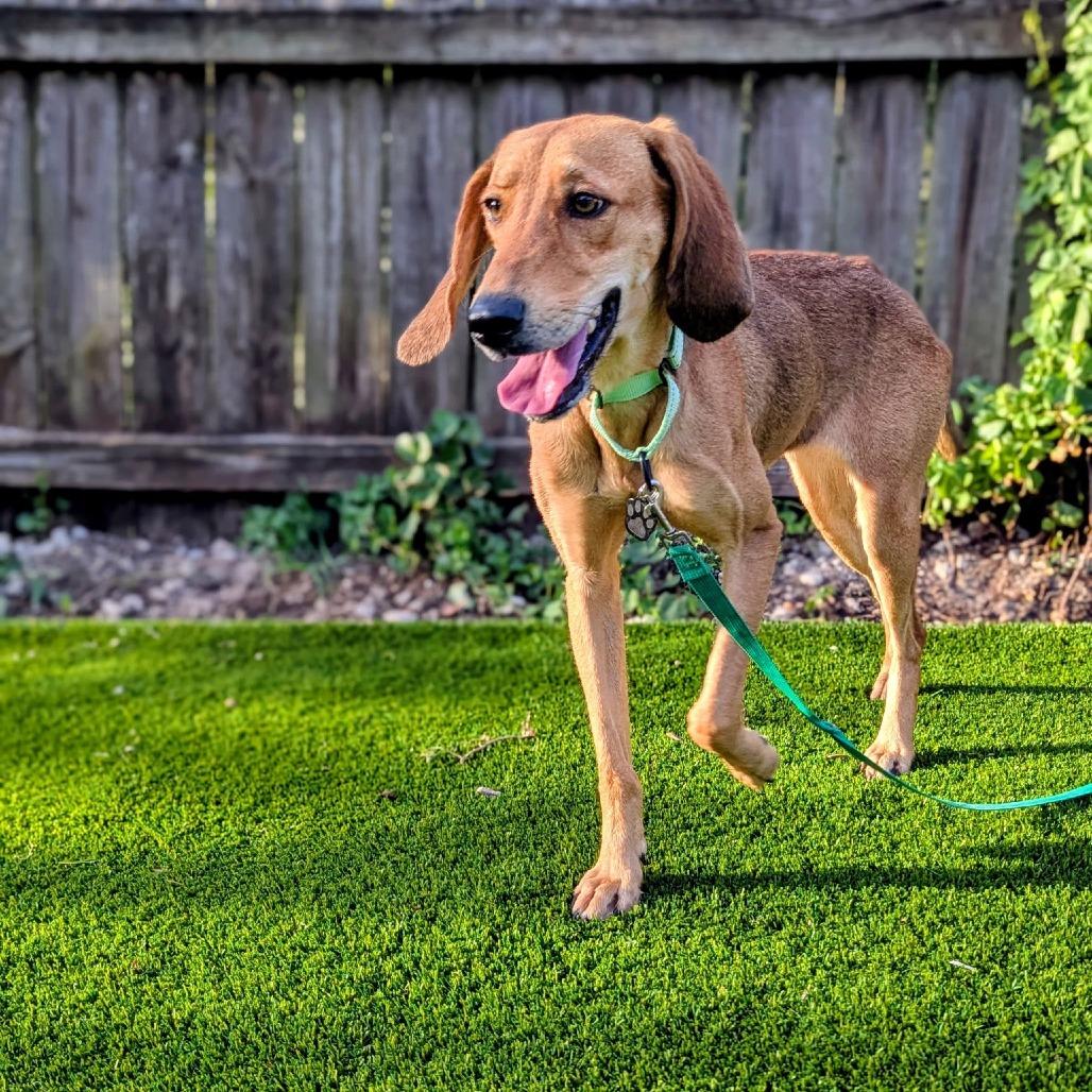 Enlarge Rodneisha, a Adoptable mixed breed in Savannah, GA image 4/6