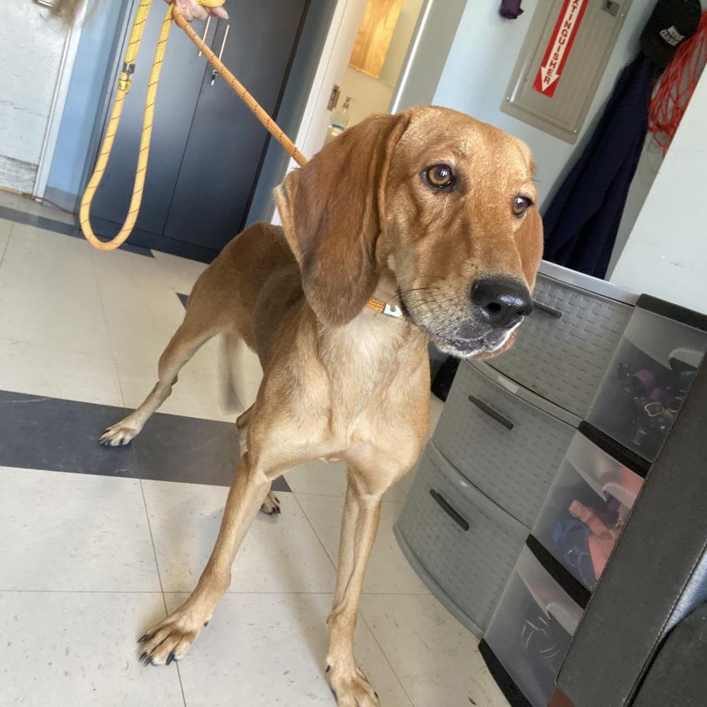 Enlarge Rodneisha, a Adoptable mixed breed in Savannah, GA image 5/6