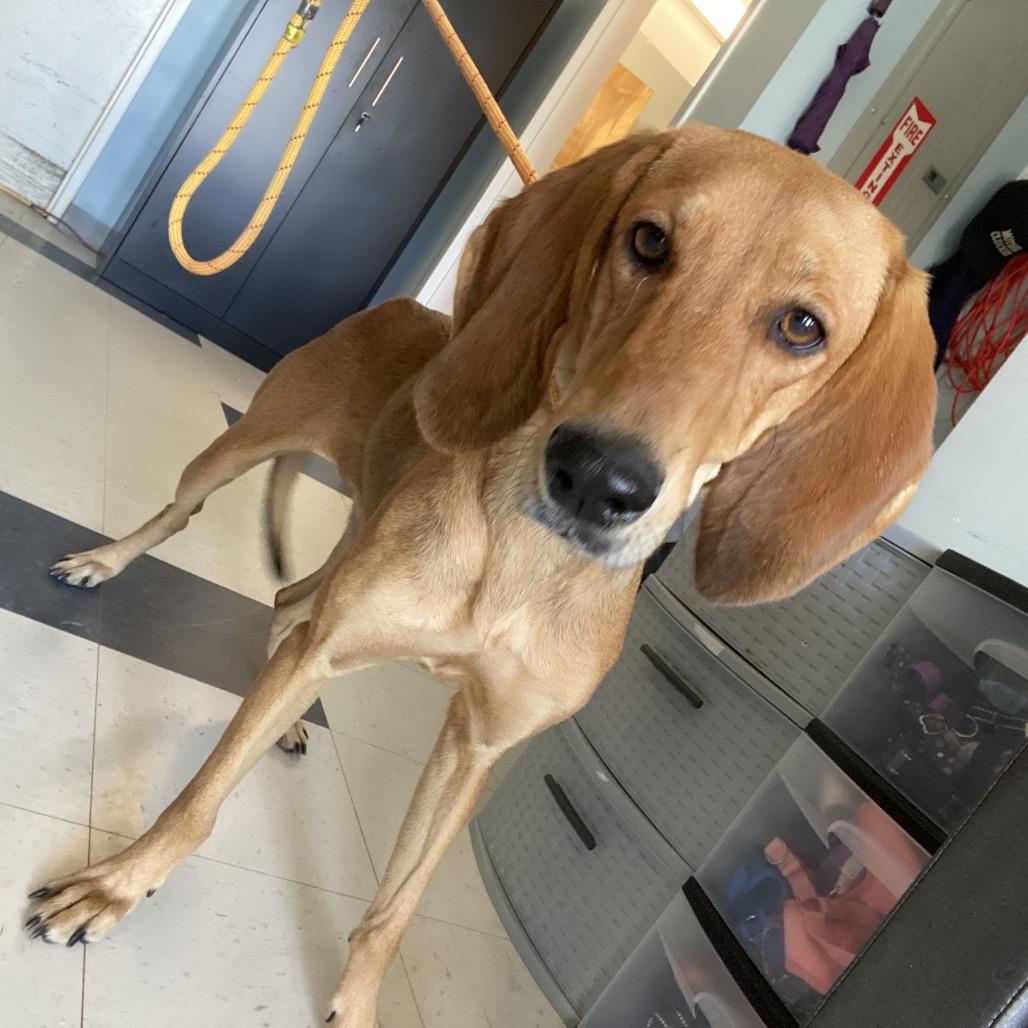 Enlarge Rodneisha, a Adoptable mixed breed in Savannah, GA image 6/6