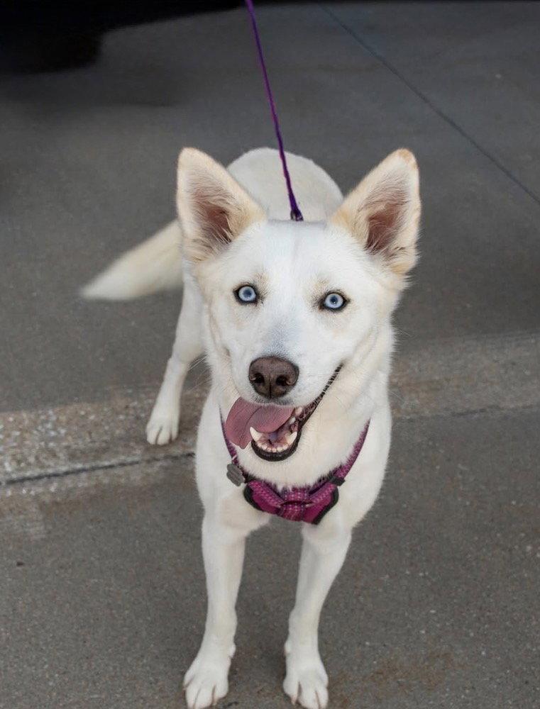 Charlotte, Adoptable, Adult Female Siberian Husky.