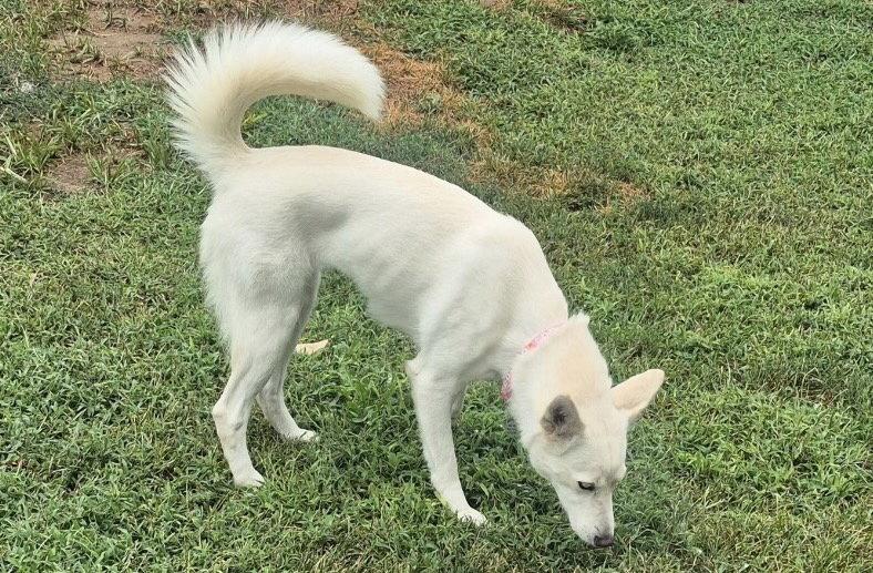 Enlarge Charlotte, a Adoptable Siberian Husky in Omaha, NE image 2/3
