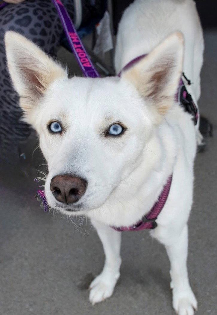 Enlarge Charlotte, a Adoptable Siberian Husky in Omaha, NE image 3/3