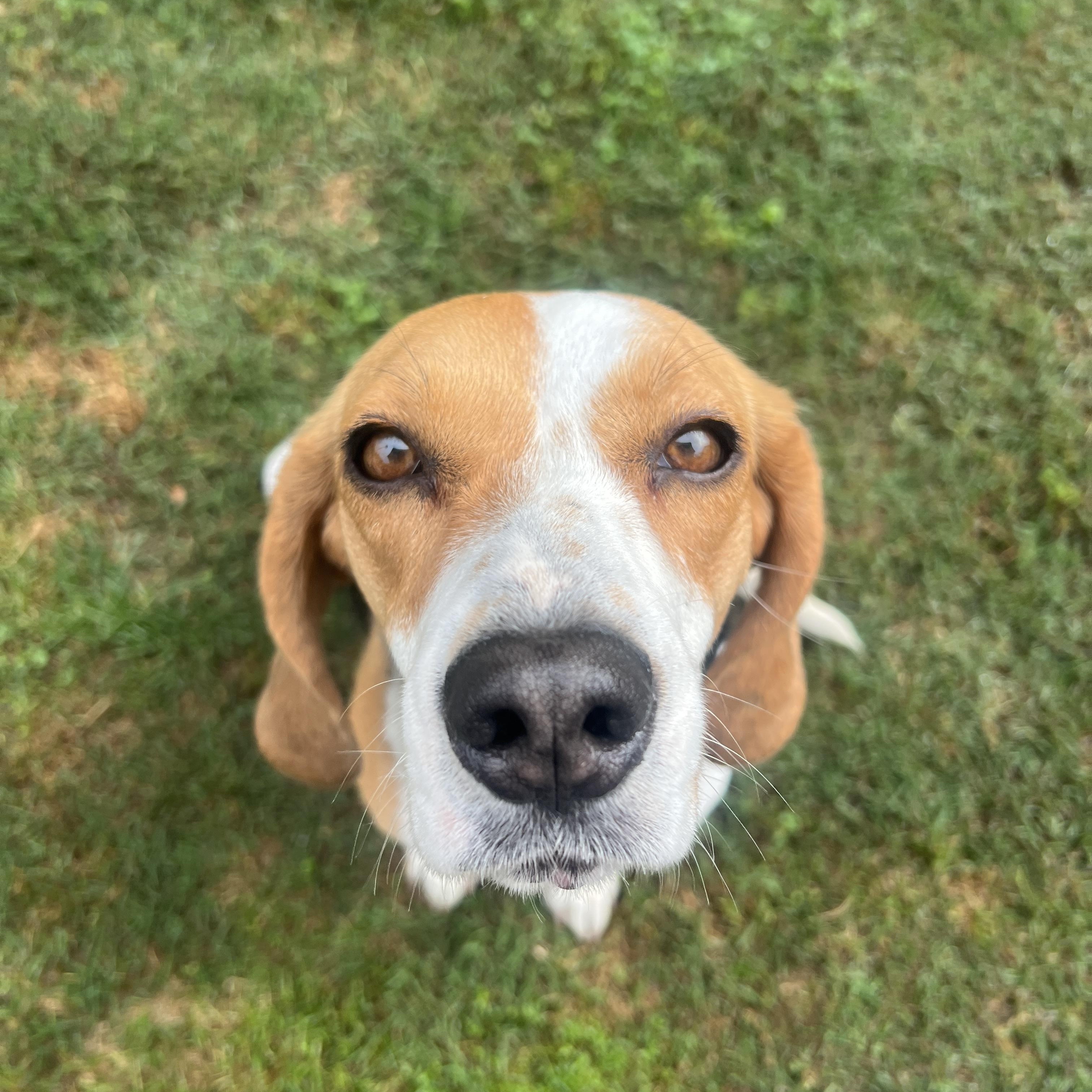 Nala, ADOPTABLE, Adult Female Beagle.