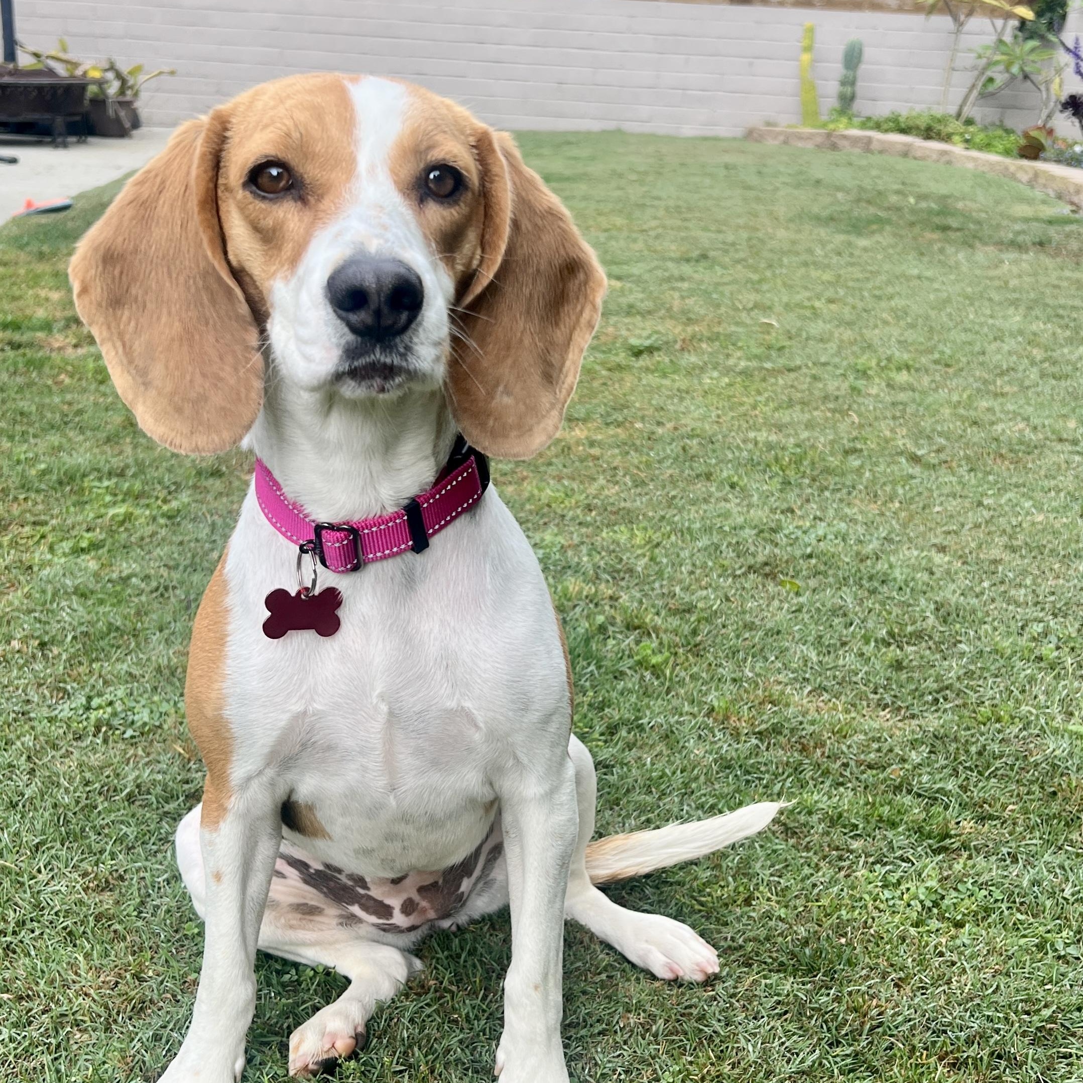 Enlarge Nala, a ADOPTABLE Beagle in Rancho Santa Fe, CA image 3/4